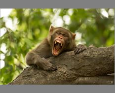 Big Yawn - Image by Anudeep Mathur